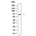 U-Blot® Fyn Rabbit Monoclonal Antibody – Figure 1 of 1