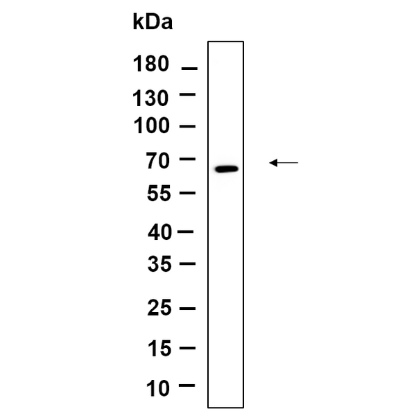 U-Blot® Fyn Rabbit Monoclonal Antibody – Figure 1 of 1