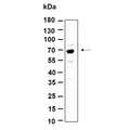 U-Blot® p70 S6 Kinase (Phospho Thr389) Rabbit Monoclonal Antibody – Figure 1 of 1