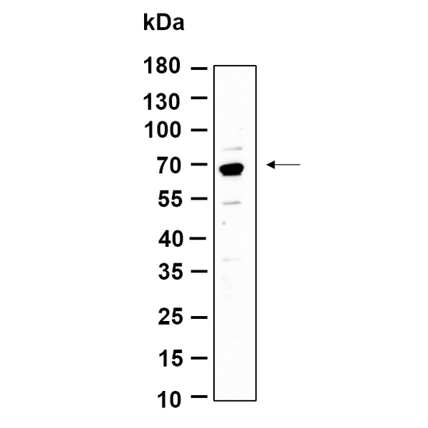 U-Blot® p70 S6 Kinase (Phospho Thr389) Rabbit Monoclonal Antibody – Figure 1 of 1