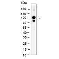 U-Blot® CUL4A/B Rabbit Monoclonal Antibody – Figure 1 of 1
