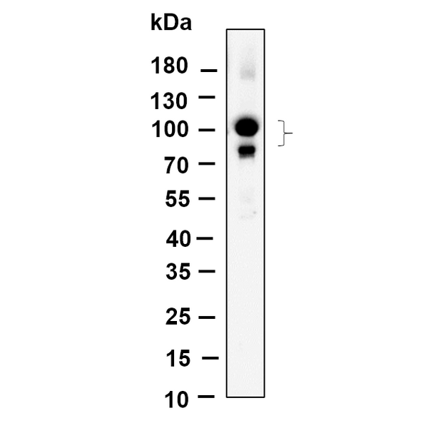U-Blot® CUL4A/B Rabbit Monoclonal Antibody – Figure 1 of 1