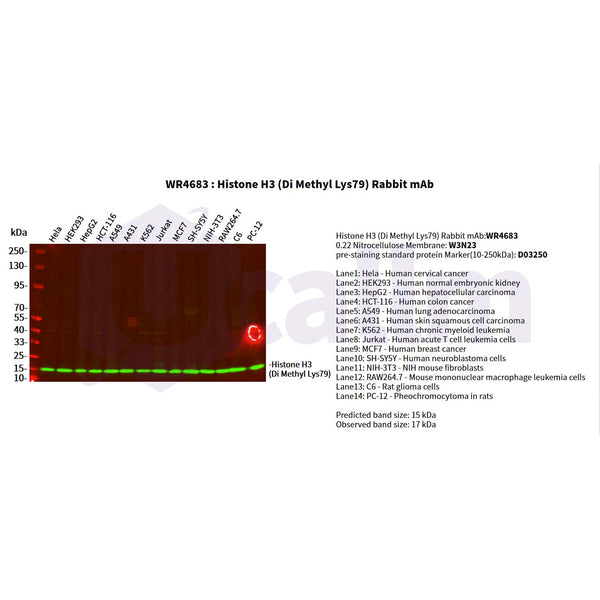 U-Blot® Histone H3 (Di Methyl Lys79) Rabbit Monoclonal Antibody – Figure 1 of 2