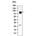 U-Blot® FRS2 Rabbit Monoclonal Antibody – Figure 1 of 1