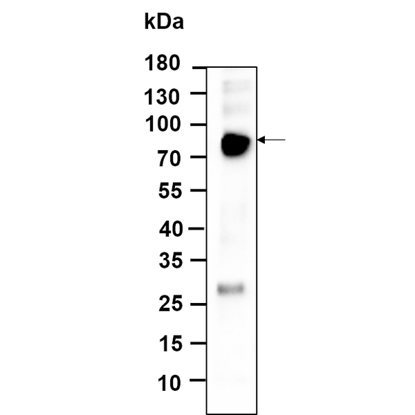 U-Blot® FRS2 Rabbit Monoclonal Antibody – Figure 1 of 1