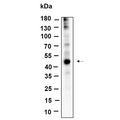 U-Blot® YB-1 Rabbit Monoclonal Antibody – Figure 1 of 1