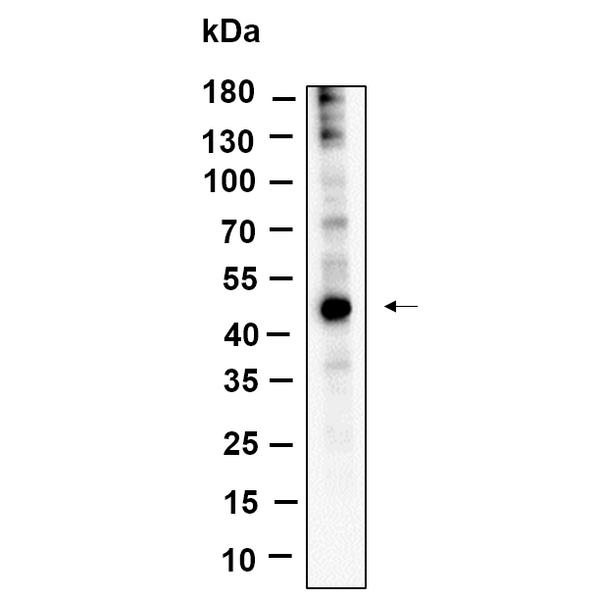 U-Blot® YB-1 Rabbit Monoclonal Antibody – Figure 1 of 1