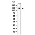 U-Blot® Dnmt3a Rabbit Monoclonal Antibody – Figure 1 of 1