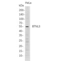 U-Blot® BTNL3 Rabbit Monoclonal Antibody – Figure 1 of 1
