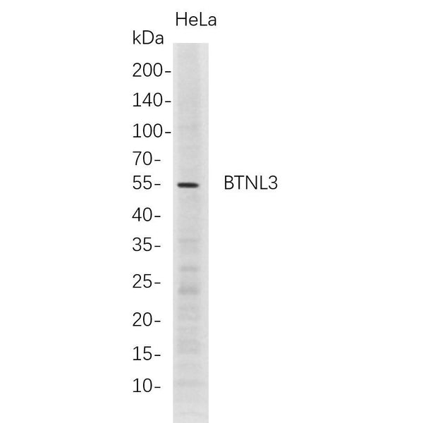 U-Blot® BTNL3 Rabbit Monoclonal Antibody – Figure 1 of 1