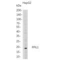 U-Blot® PPIL1 Rabbit Monoclonal Antibody – Figure 1 of 1