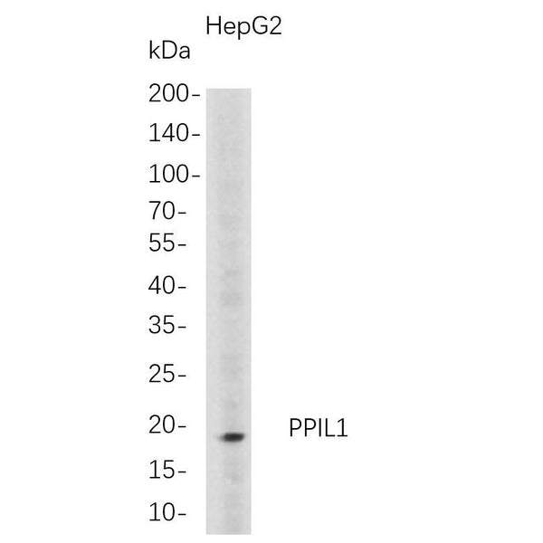 U-Blot® PPIL1 Rabbit Monoclonal Antibody – Figure 1 of 1