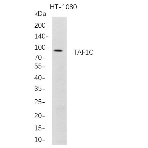 U-Blot® TAF1C Rabbit Monoclonal Antibody – Figure 1 of 1
