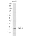 U-Blot® DNPH1 Rabbit Monoclonal Antibody – Figure 1 of 1
