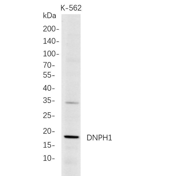 U-Blot® DNPH1 Rabbit Monoclonal Antibody – Figure 1 of 1