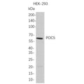 U-Blot® POC5 Rabbit Monoclonal Antibody (PT0793R) – Figure 1 of 1