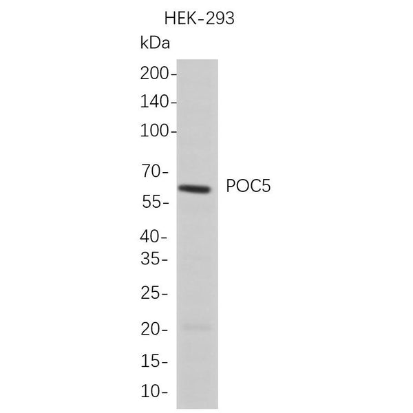 U-Blot® POC5 Rabbit Monoclonal Antibody (PT0793R) – Figure 1 of 1