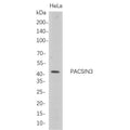 U-Blot® PACSIN3 Rabbit Monoclonal Antibody – Figure 1 of 1