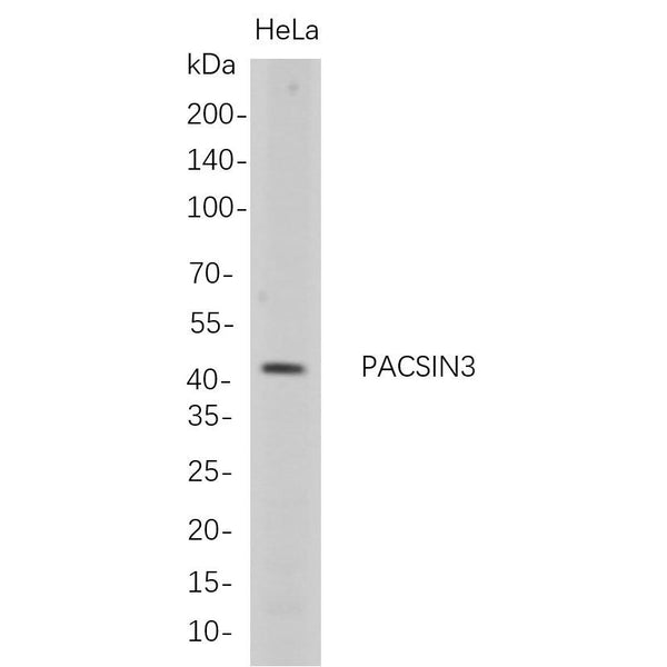 U-Blot® PACSIN3 Rabbit Monoclonal Antibody – Figure 1 of 1