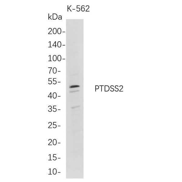 U-Blot® PTDSS2 Rabbit Monoclonal Antibody – Figure 1 of 1