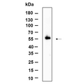 U-Blot® STK3 Rabbit Monoclonal Antibody – Figure 1 of 1