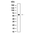 U-Blot® PAKγ Rabbit Monoclonal Antibody – Figure 1 of 1