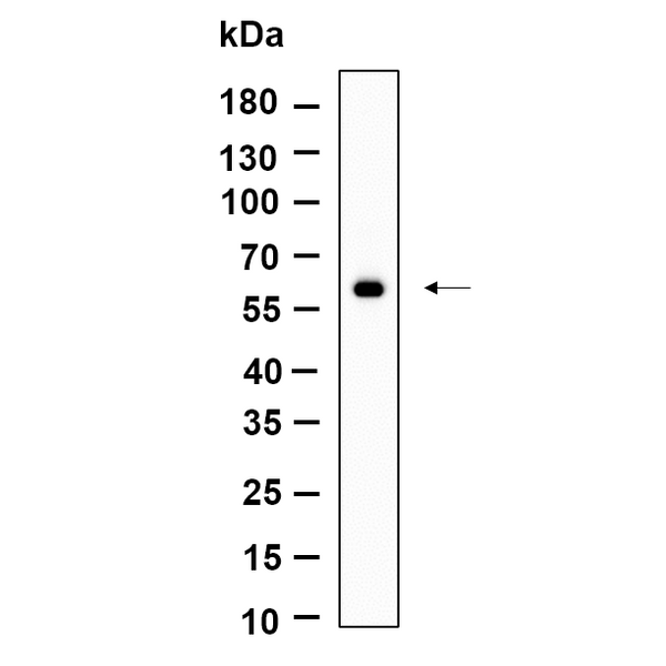 U-Blot® PAKγ Rabbit Monoclonal Antibody – Figure 1 of 1