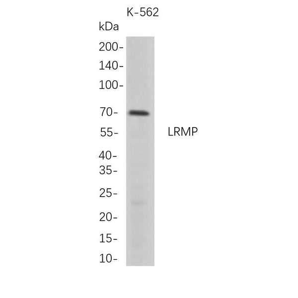 U-Blot® LRMP Rabbit Monoclonal Antibody – Figure 1 of 1