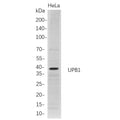 U-Blot® UPB1 Rabbit Monoclonal Antibody – Figure 1 of 1