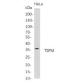 U-Blot® TSFM Rabbit Monoclonal Antibody – Figure 1 of 1