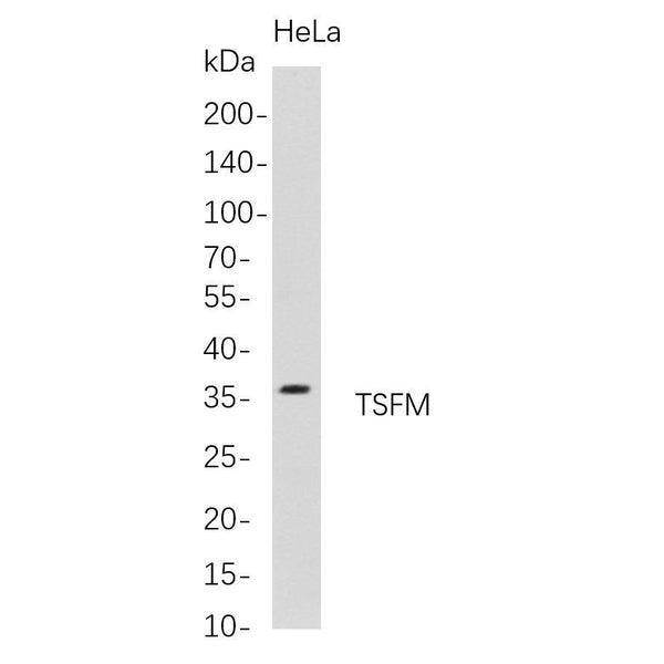 U-Blot® TSFM Rabbit Monoclonal Antibody – Figure 1 of 1