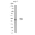 U-Blot® LYPD3 Rabbit Monoclonal Antibody – Figure 1 of 1