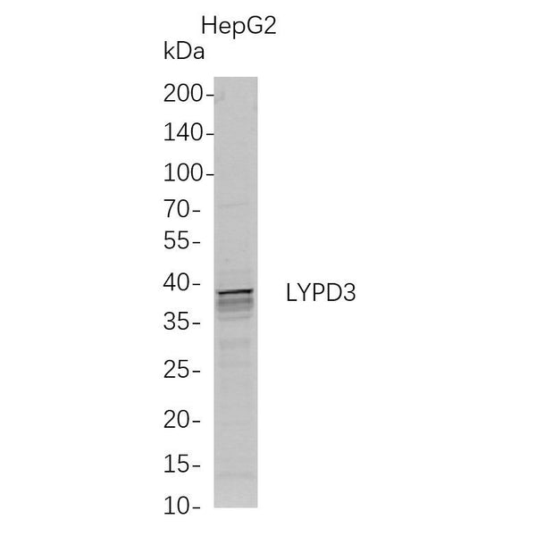 U-Blot® LYPD3 Rabbit Monoclonal Antibody – Figure 1 of 1