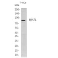 U-Blot® BRAT1 Rabbit Monoclonal Antibody (PT0803R) – Figure 1 of 1