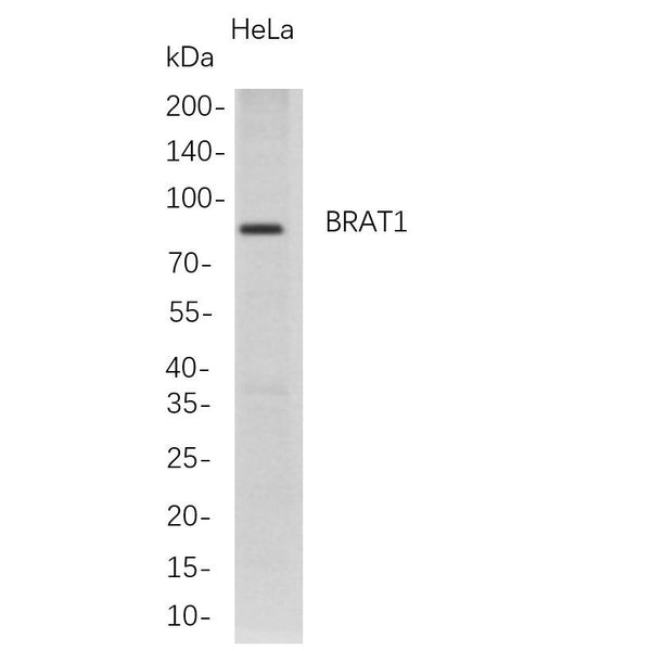 U-Blot® BRAT1 Rabbit Monoclonal Antibody (PT0803R) – Figure 1 of 1