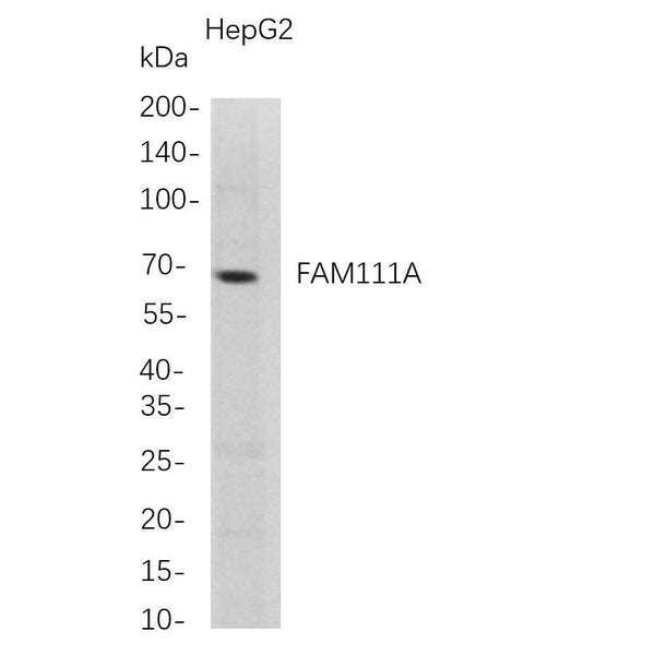 U-Blot® FAM111A Rabbit Monoclonal Antibody – Figure 1 of 1