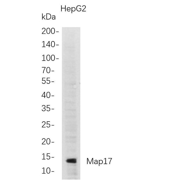 U-Blot® Map17 Rabbit Monoclonal Antibody – Figure 1 of 1