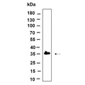U-Blot® C7orf42 Rabbit Monoclonal Antibody – Figure 1 of 1