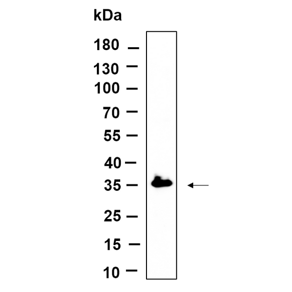 U-Blot® C7orf42 Rabbit Monoclonal Antibody – Figure 1 of 1