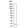 U-Blot® C17orf61 Rabbit Monoclonal Antibody – Figure 1 of 1