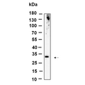 U-Blot® ZNF364 Rabbit Monoclonal Antibody – Figure 1 of 1