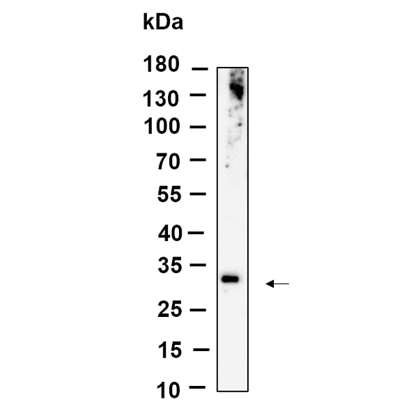 U-Blot® ZNF364 Rabbit Monoclonal Antibody – Figure 1 of 1