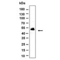 U-Blot® C9orf167 Rabbit Monoclonal Antibody – Figure 1 of 1