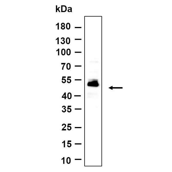 U-Blot® C9orf167 Rabbit Monoclonal Antibody – Figure 1 of 1