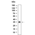 U-Blot® OR5I1 Rabbit Monoclonal Antibody – Figure 1 of 1