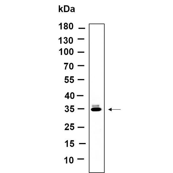 U-Blot® OR5I1 Rabbit Monoclonal Antibody – Figure 1 of 1