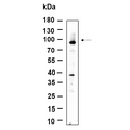 U-Blot® ZNF160 Rabbit Monoclonal Antibody – Figure 1 of 1