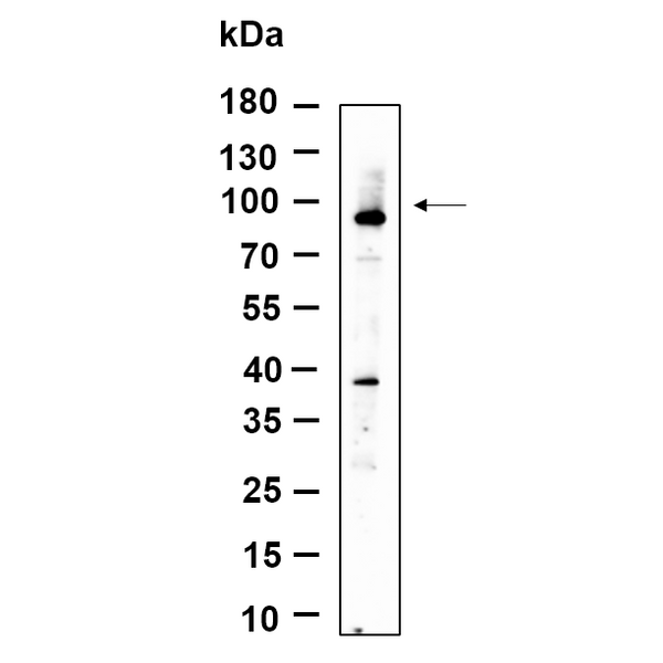 U-Blot® ZNF160 Rabbit Monoclonal Antibody – Figure 1 of 1
