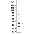 U-Blot® KCTD21 Rabbit Monoclonal Antibody – Figure 1 of 1
