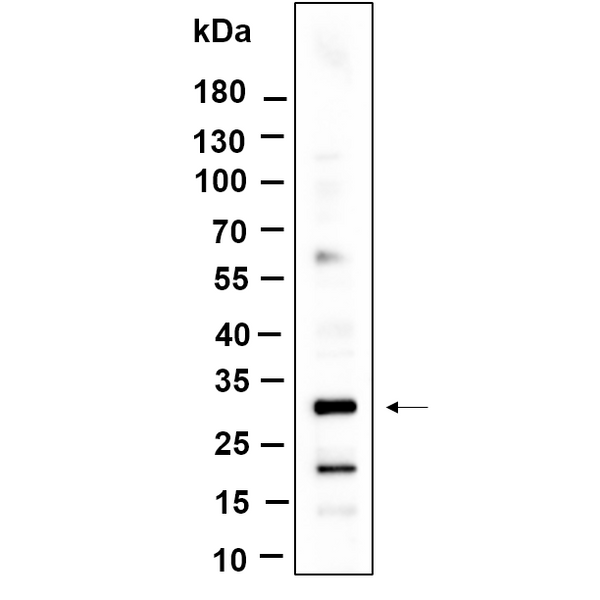 U-Blot® KCTD21 Rabbit Monoclonal Antibody – Figure 1 of 1